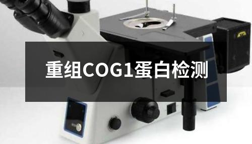 重组COG1蛋白检测