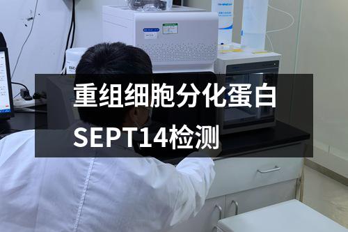 重组细胞分化蛋白SEPT14检测