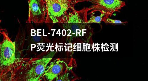 BEL-7402-RFP荧光标记细胞株检测