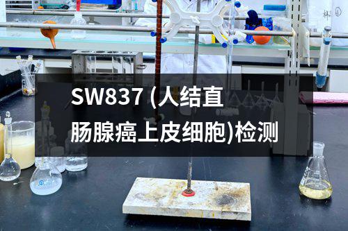 SW837 (人结直肠腺癌上皮细胞)检测