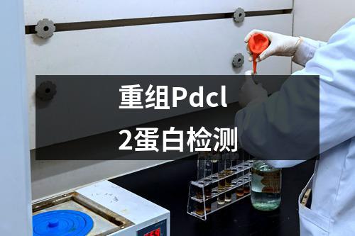 重组Pdcl2蛋白检测