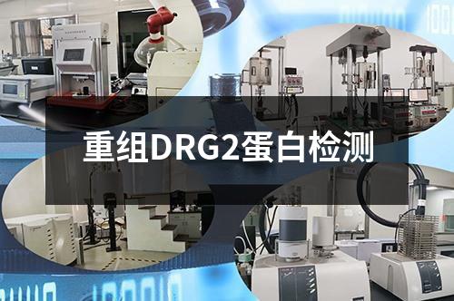 重组DRG2蛋白检测