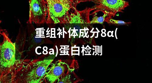 重组补体成分8α(C8a)蛋白检测