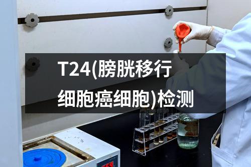 T24(膀胱移行细胞癌细胞)检测