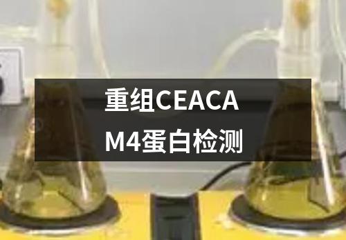 重组CEACAM4蛋白检测