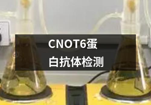 CNOT6蛋白抗体检测