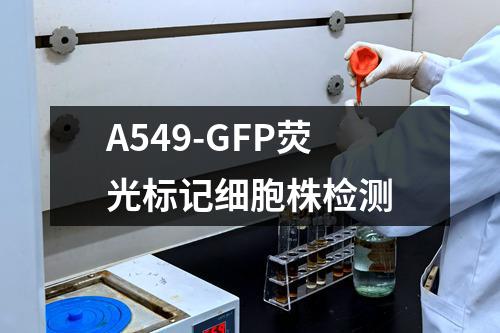 A549-GFP荧光标记细胞株检测