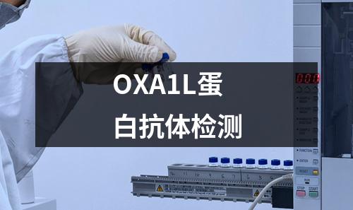 OXA1L蛋白抗体检测