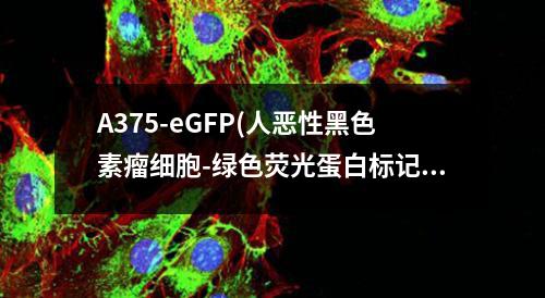 A375-eGFP(人恶性黑色素瘤细胞-绿色荧光蛋白标记(STR鉴定正确))检测