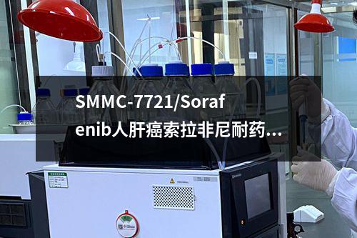 SMMC-7721/Sorafenib人肝癌索拉非尼耐药株检测