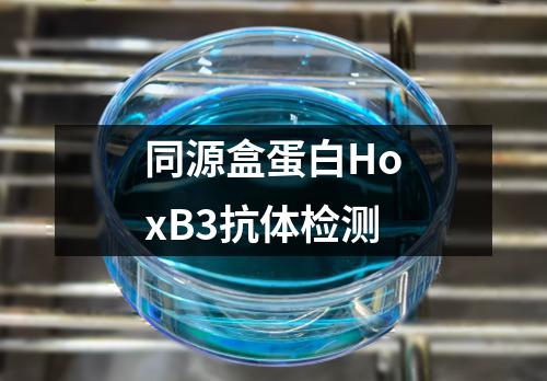 同源盒蛋白HoxB3抗体检测