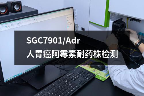 SGC7901/Adr人胃癌阿霉素耐药株检测