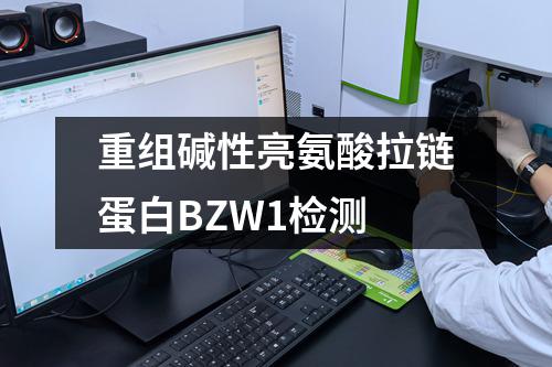 重组碱性亮氨酸拉链蛋白BZW1检测