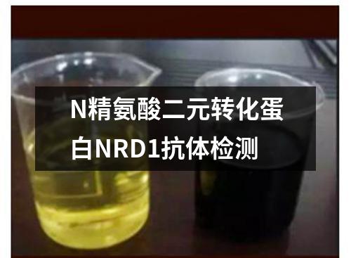 N精氨酸二元转化蛋白NRD1抗体检测