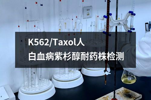 K562/Taxol人白血病紫杉醇耐药株检测