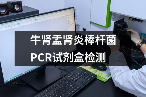 牛肾盂肾炎棒杆菌PCR试剂盒检测