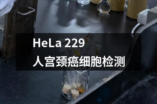 HeLa 229人宫颈癌细胞检测