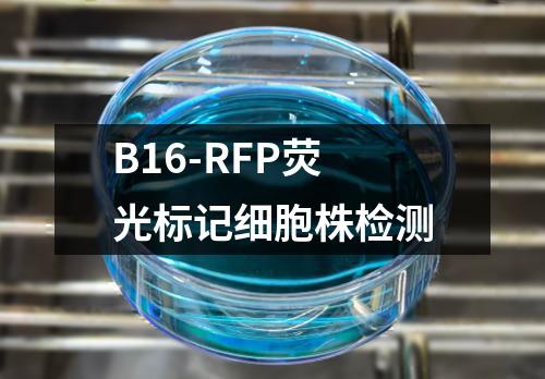 B16-RFP荧光标记细胞株检测