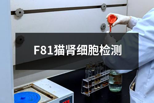 F81猫肾细胞检测