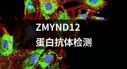 ZMYND12蛋白抗体检测