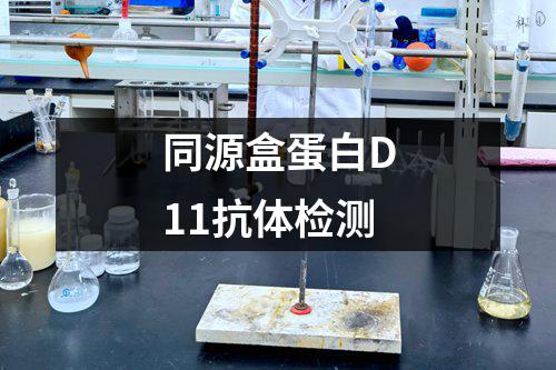 同源盒蛋白D11抗体检测