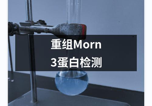 重组Morn3蛋白检测