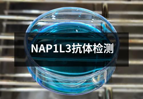 NAP1L3抗体检测