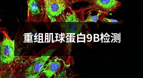 重组肌球蛋白9B检测