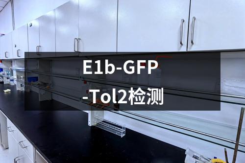 E1b-GFP-Tol2检测