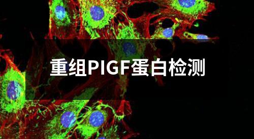 重组PIGF蛋白检测