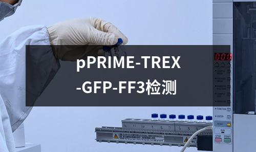 pPRIME-TREX-GFP-FF3检测