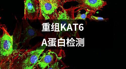 重组KAT6A蛋白检测