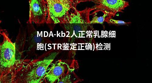 MDA-kb2人正常乳腺细胞(STR鉴定正确)检测