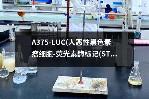 A375-LUC(人恶性黑色素瘤细胞-荧光素酶标记(STR鉴定正确))检测