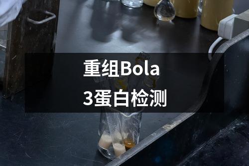 重组Bola3蛋白检测