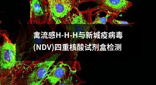 禽流感H-H-H与新城疫病毒(NDV)四重核酸试剂盒检测