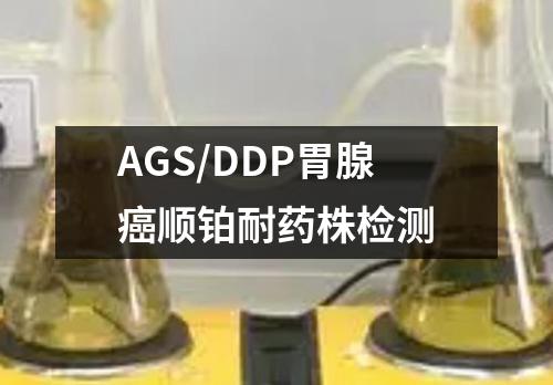 AGS/DDP胃腺癌顺铂耐药株检测