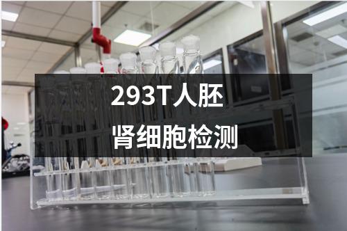 293T人胚肾细胞检测