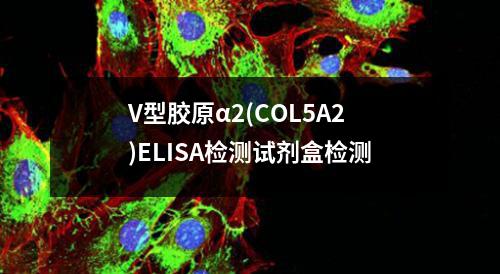 V型胶原α2(COL5A2)ELISA检测试剂盒检测