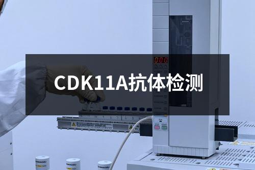 CDK11A抗体检测