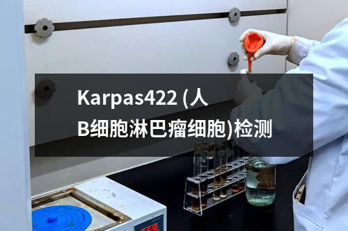 Karpas422 (人B细胞淋巴瘤细胞)检测