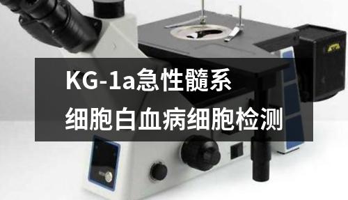 KG-1a急性髓系细胞白血病细胞检测