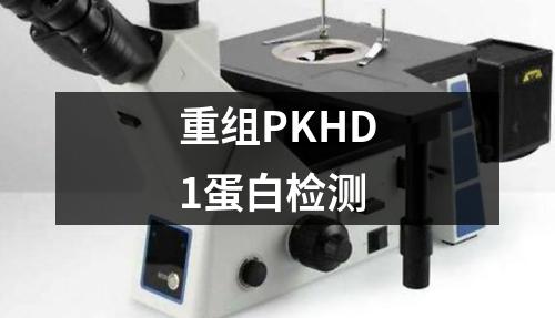 重组PKHD1蛋白检测