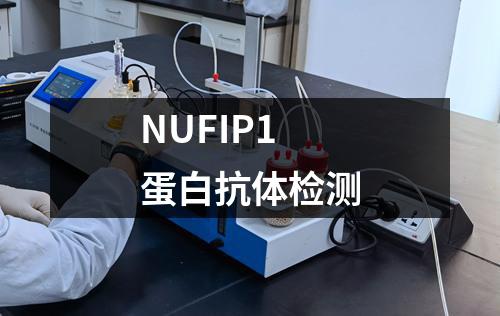 NUFIP1蛋白抗体检测