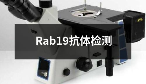 Rab19抗体检测