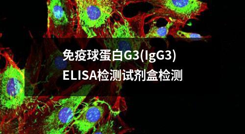 免疫球蛋白G3(IgG3)ELISA检测试剂盒检测