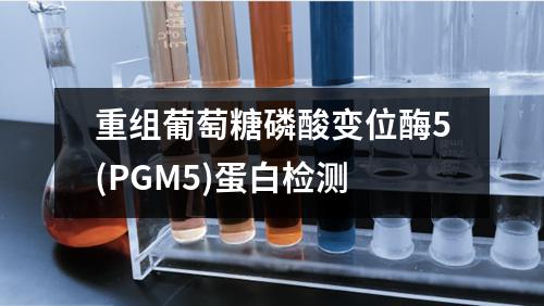 重组葡萄糖磷酸变位酶5(PGM5)蛋白检测