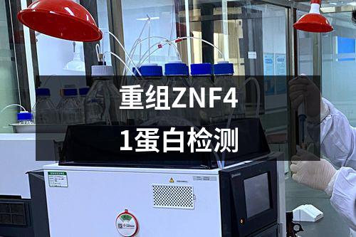 重组ZNF41蛋白检测