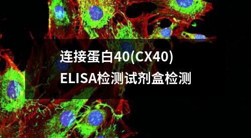 连接蛋白40(CX40)ELISA检测试剂盒检测