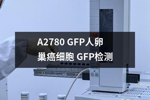 A2780 GFP人卵巢癌细胞 GFP检测